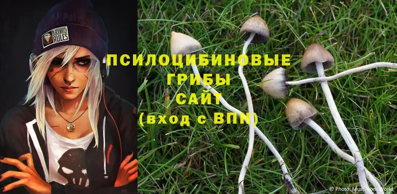 Галлюциногенные грибы Psilocybe Дятьково